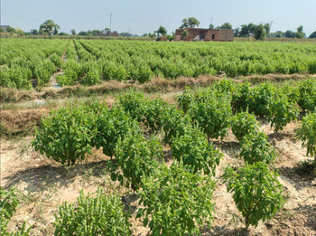 Fresh Italian Green Basil - Amisha seed - India